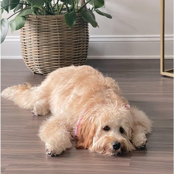 Meet your Posher, Sarah - Picture 1 of 1